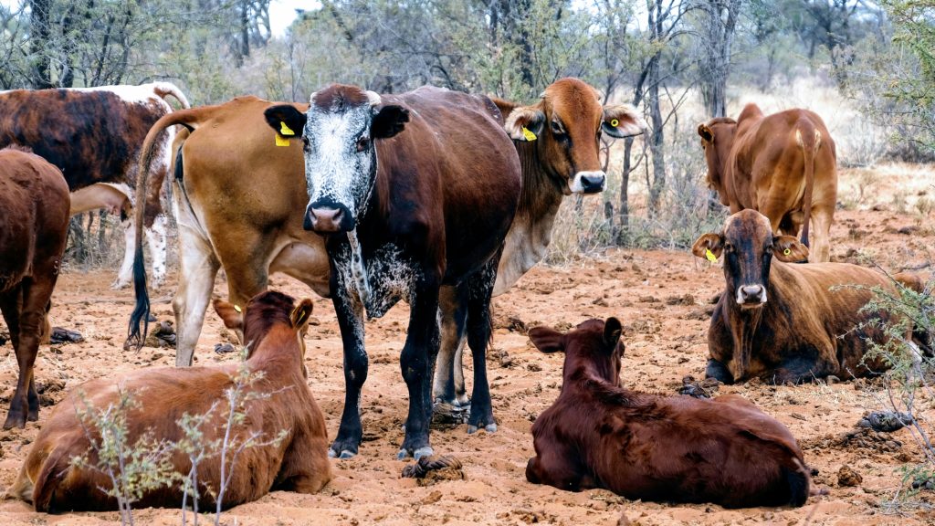 Rinder in der Kalahari auf einer Farm bei Gobabis 2018 / Cindy Heppelmann & Hp.Baumeler | Wikimedia Commons | CC BY-SA 4.0 