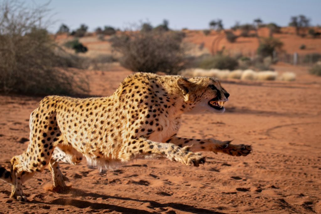 Gepard läuft mit offenem Maul durch die Wüste
- Namibia, Mariental, Bagatelle Kalahari Game Ranch
- von Andreas Vonlanthen (@vole73) - Veröffentlicht am 14. Januar 2024