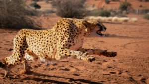 Gepard läuft mit offenem Maul durch die Wüste - Veröffentlicht am 14. Januar 2024 - Bagatelle Kalahari Game Ranch, Mariental, Namibia